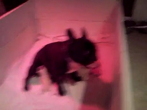 Ma ptite Crevette et ma chienne sa maman