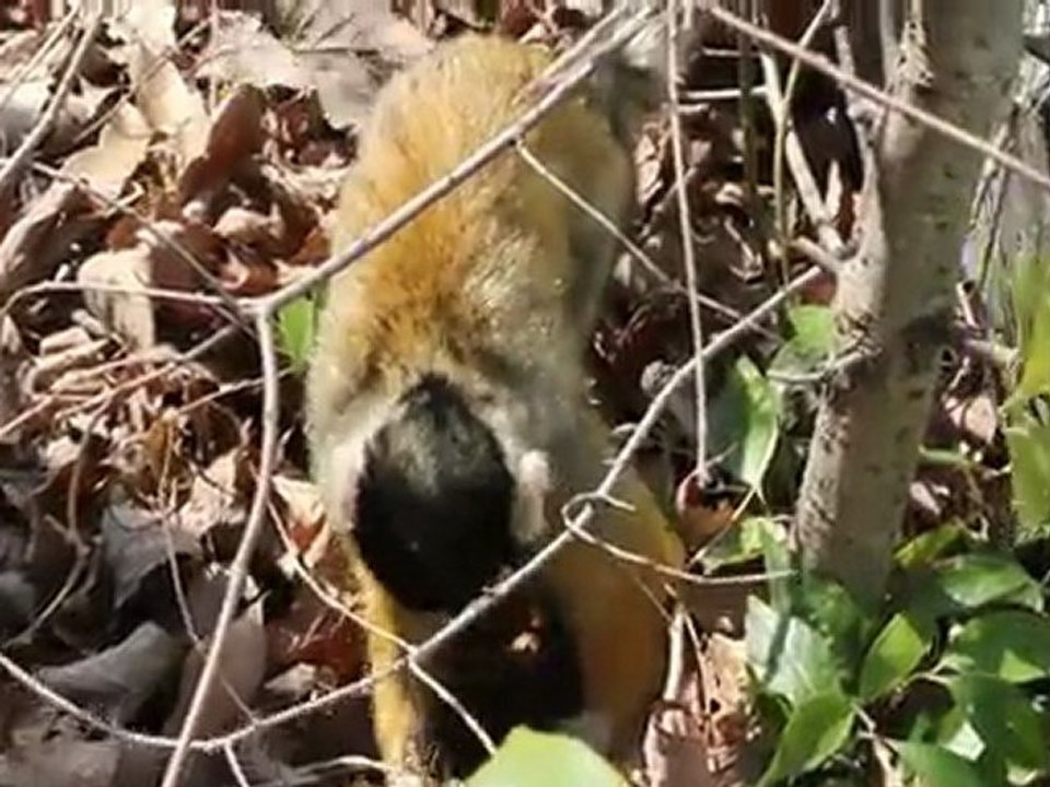 Sillaguon Monkey Park -Canon EOS x4 (EOS 550D, Rebel T2i)