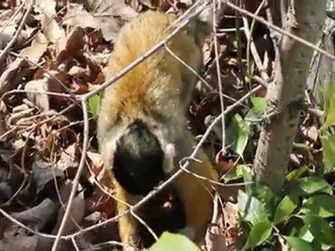 Sillaguon Monkey Park -Canon EOS x4 (EOS 550D, Rebel T2i)