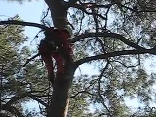 Ağaç Kesimi- Alpin Endüstriyel Dağcılık -Yüksekte Çalışma