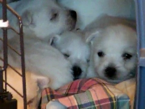 Mes bébés Westie ont 1 mois