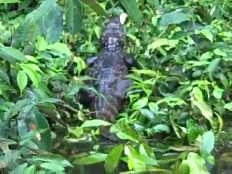 Adventures in Costa Rica