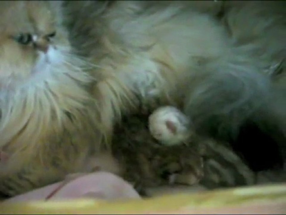 2010-bb-Vladye-16.04.10