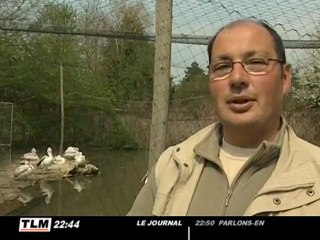 Deux pélicans « s'évadent » du Parc des oiseaux !
