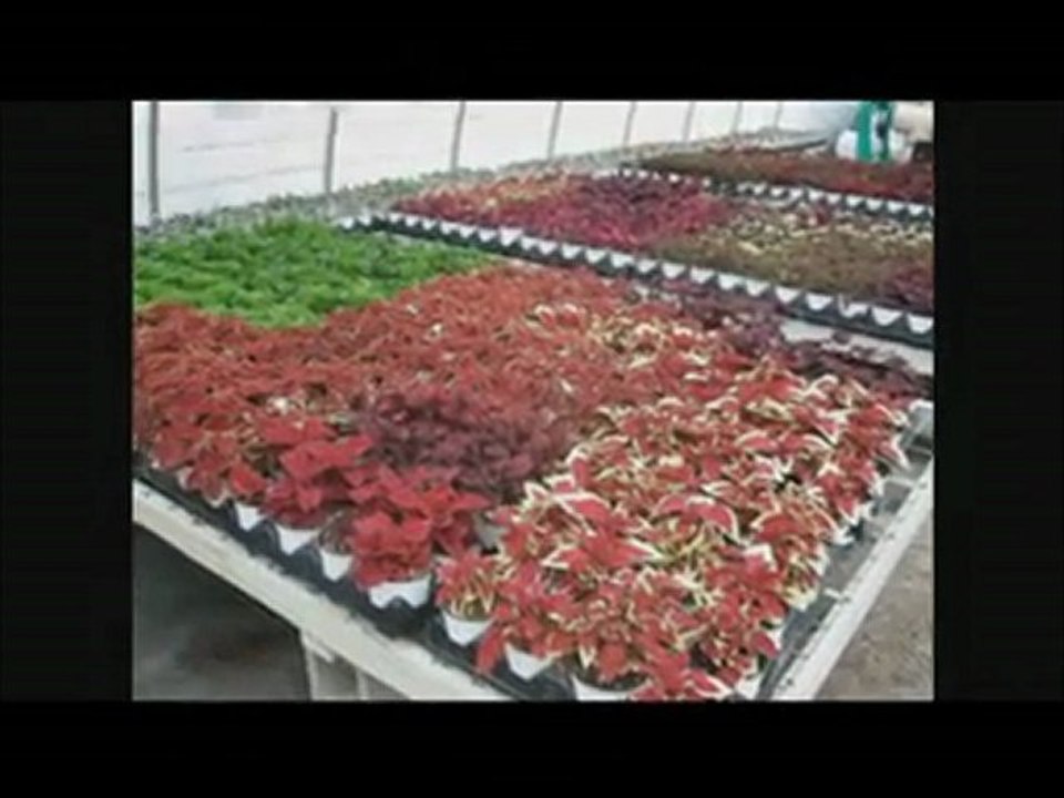 http://www.bernerfarms.com GARDEN CENTERS BUFFALO NEW ...