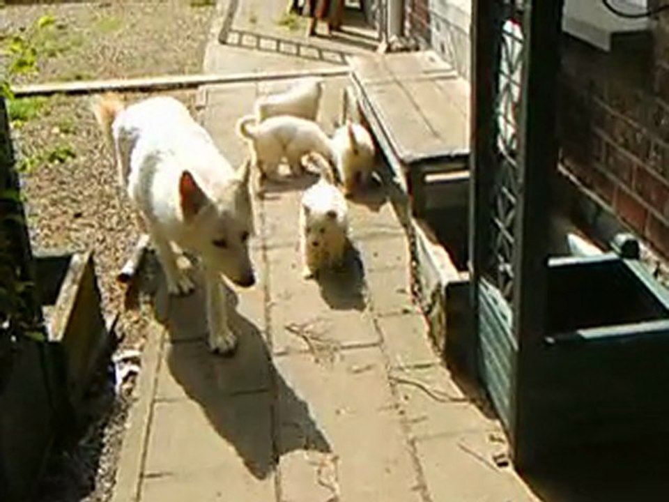 jour du vaccin court poil 001