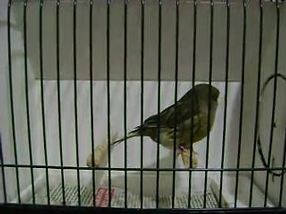 Yesil Kabak Disi | 2009