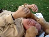 Quand des chiens enragés attaque un vieil homme (Video Choc)