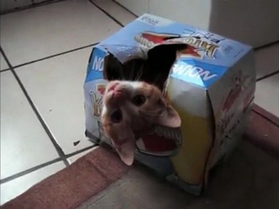 Crouquin le chat aime la Kro