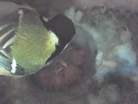 Oisillons mésange charbonnière 15avr