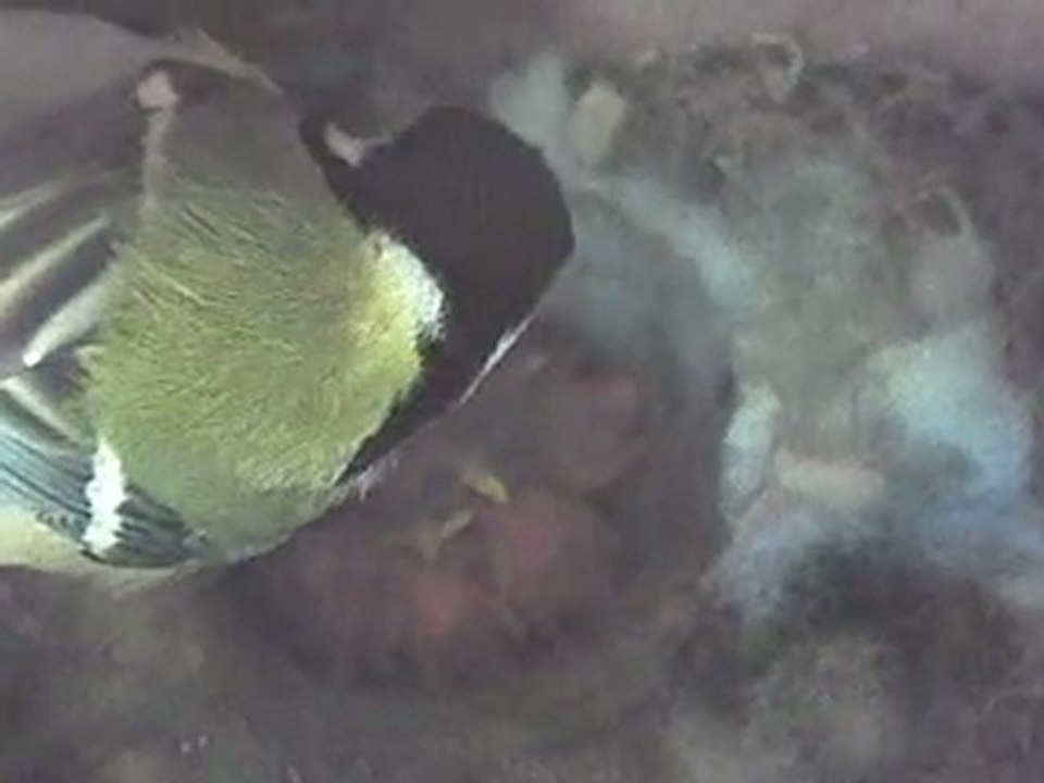 Oisillons mésange charbonnière 15avr