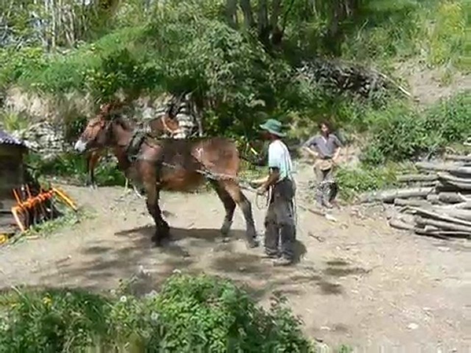 Débardage 2009 à Montdenis, Jadis, la mule, au gerbage...