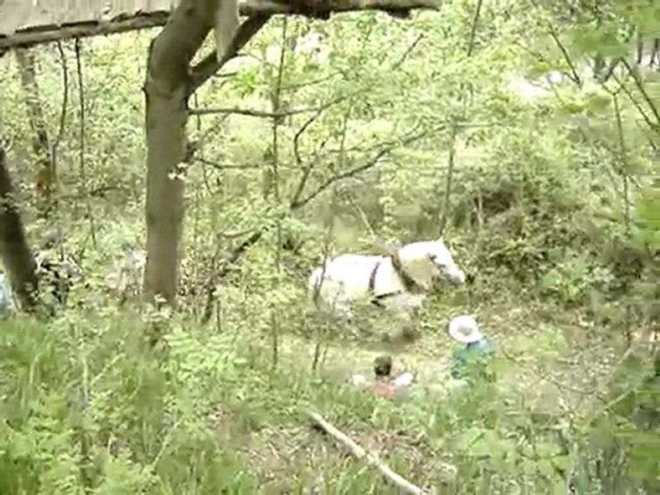 Debardage à Montdenis-2009, Lancelot au traîneau...