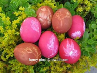 funny, comedy creativity with eggs forwarded emails rewali.c