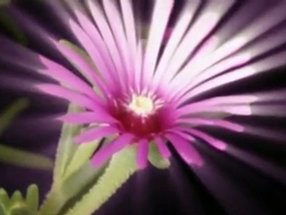 Mystery of Love - Ofra Haza