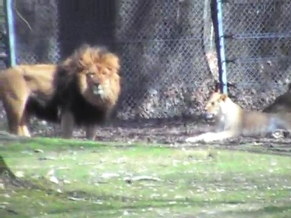 lions au zoo 77