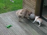 les ptits boulis jouent au ballon avec Maman