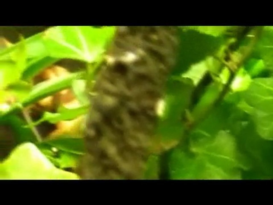 dj geco video 1