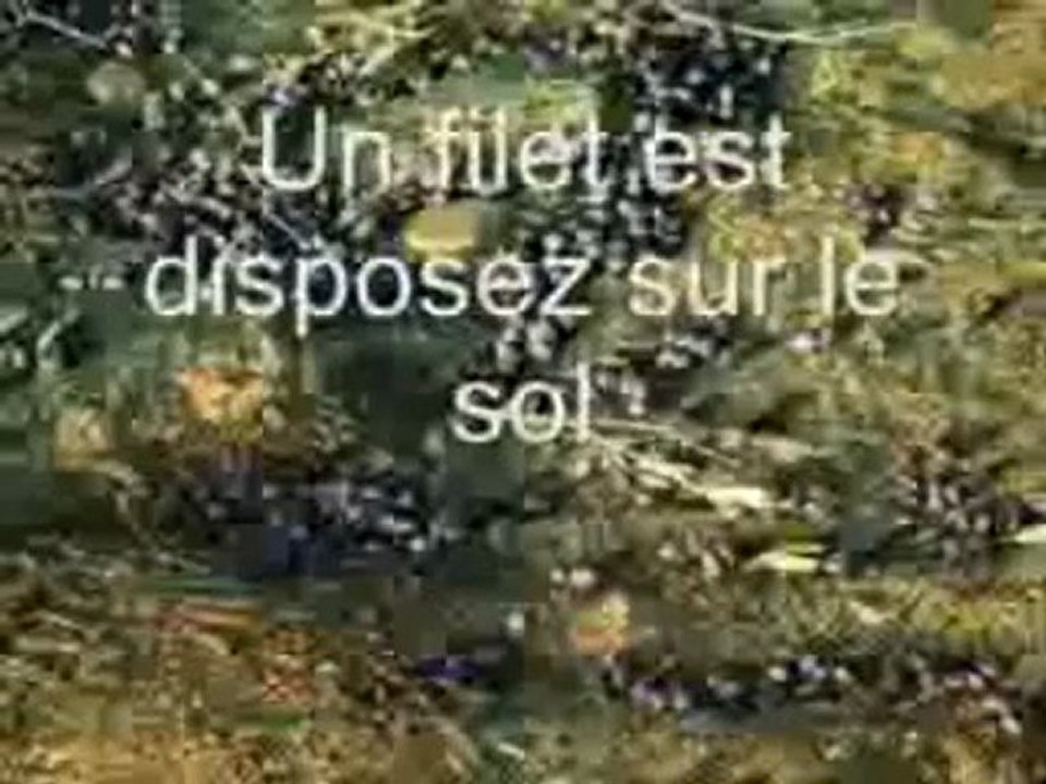 Cueillette des olives