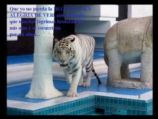 Video 89 El Secreto Detras de EL SECRETO