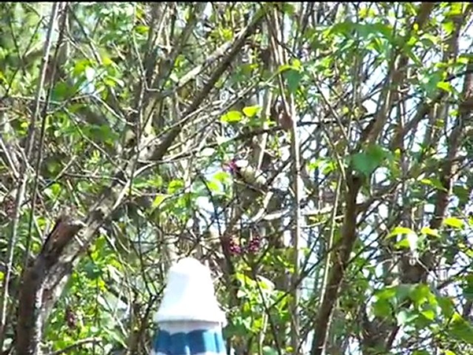 LE NID DE LA MESANGE (Milardello)