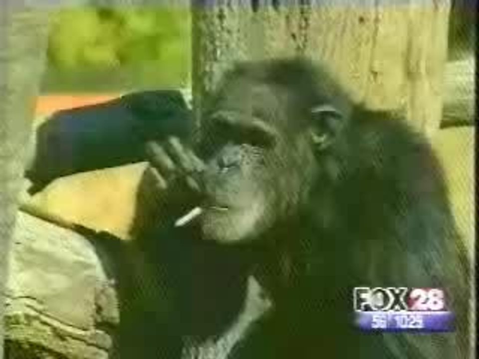 le singe fume