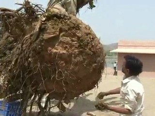 Tree replantation WMV