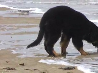 flyer et l'etoile de mer