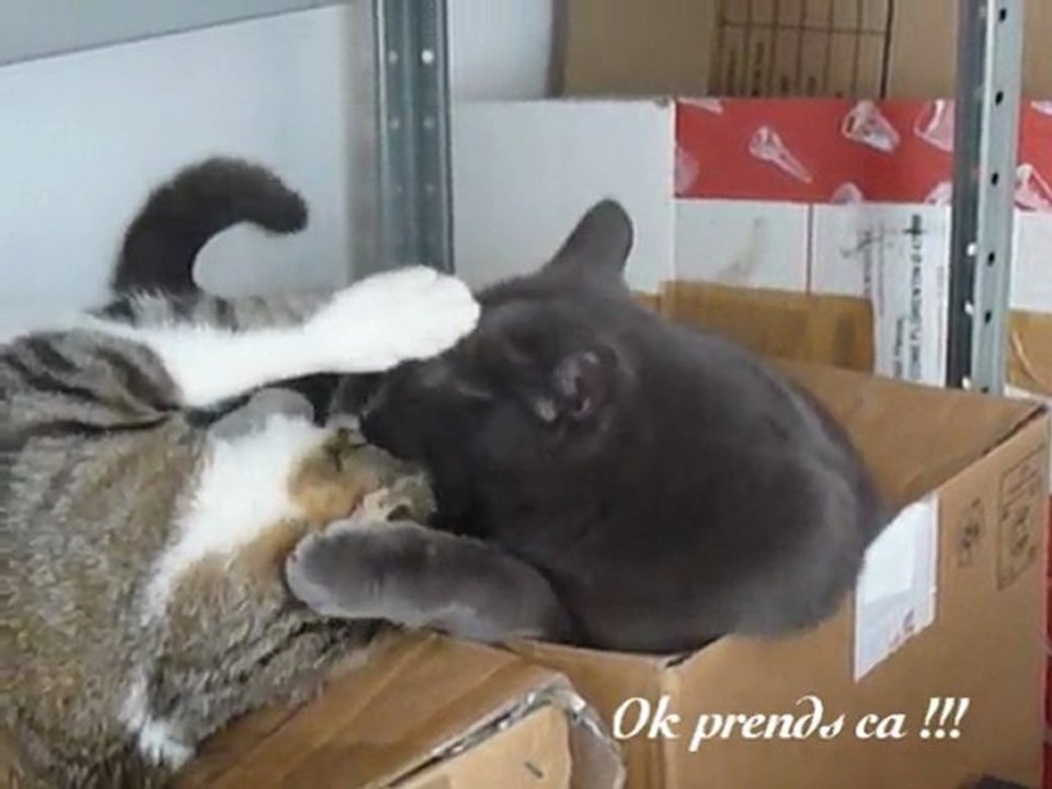 Maya et Neko