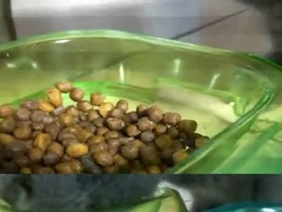 un Chartreux au repas