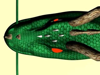 3d max dragon del rio chillon modelado