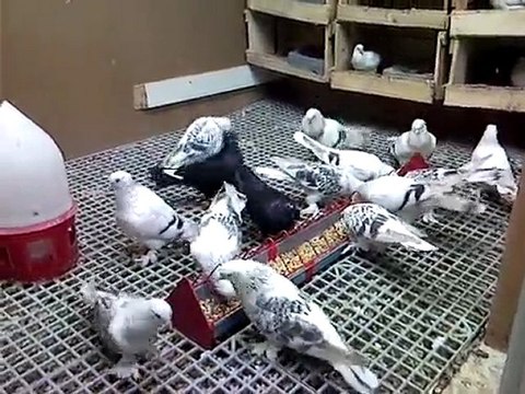 T.Ş.G.F-Şebab Güvercin Videoları