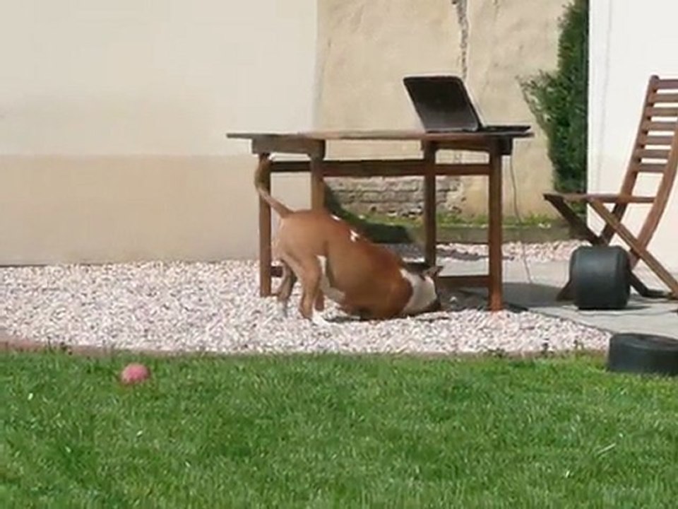 grib et sa baballe