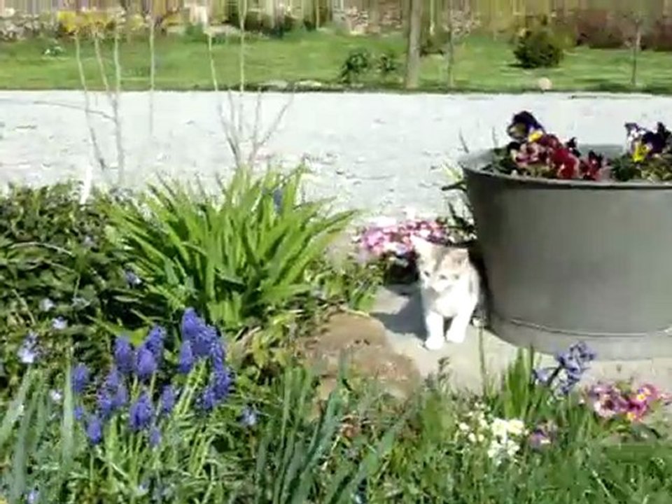 Chatons Cannelle 16/04/10