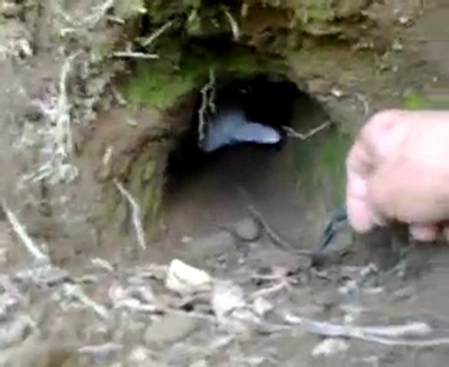 emmy s'intéresse de près à un terrier !!!