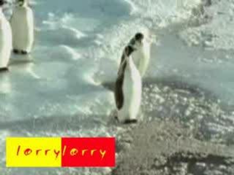 Des puingwin des oufs