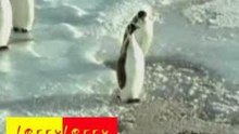 Des puingwin des oufs
