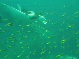 thailand dive - black manta