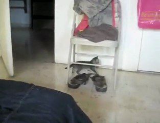 Une journée bien remplie pour nos chatons