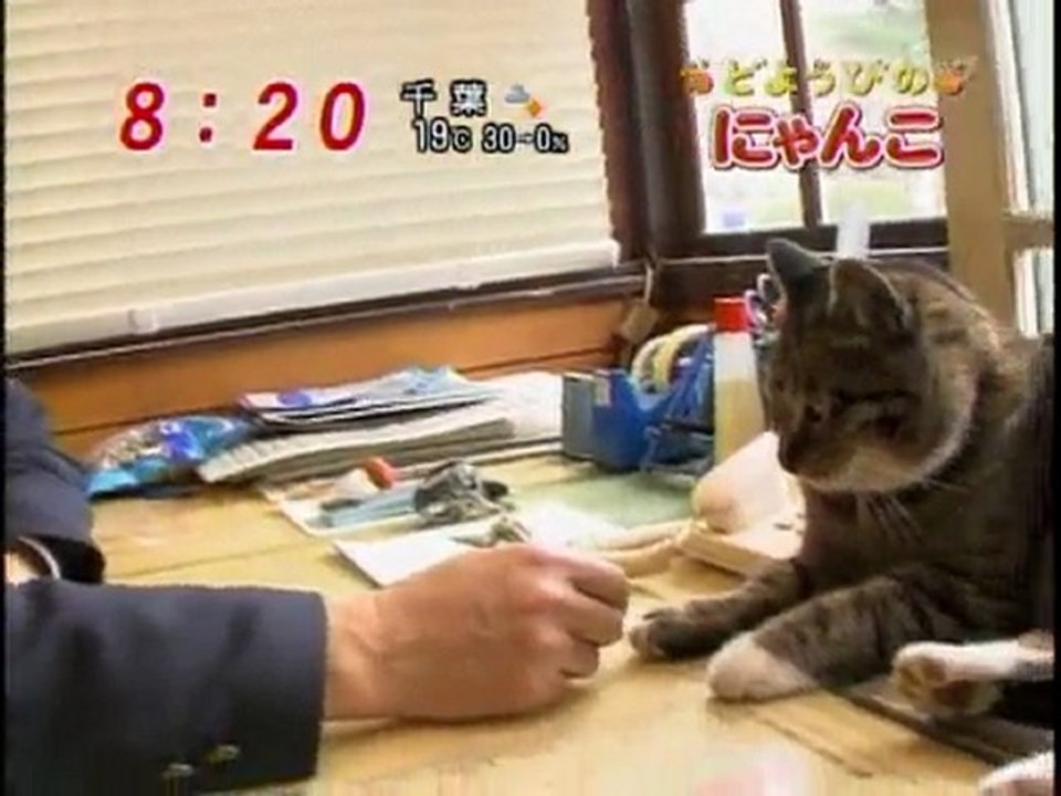 guard cat