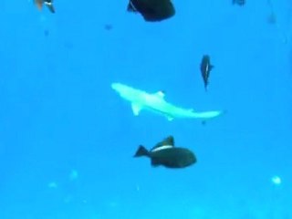 Honey moon sur Nusa Dua