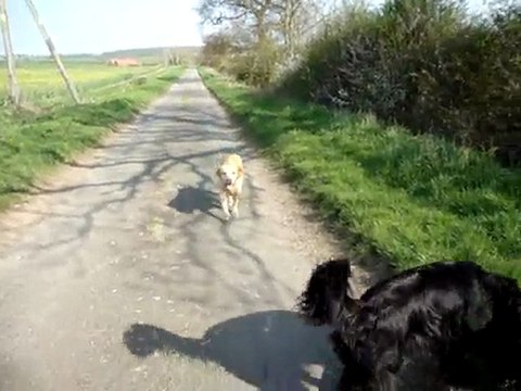 Easton walk on the wildside