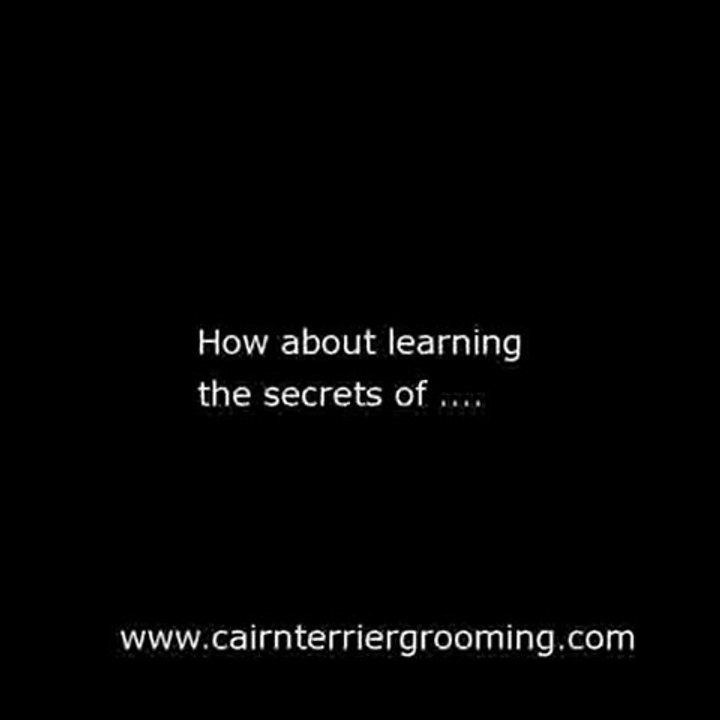Cairn Terrier Grooming