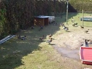 mes sauvages ( part2)  speud62...