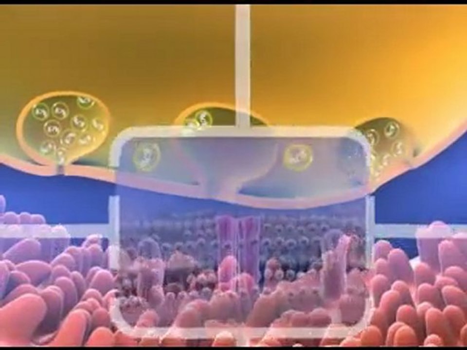 Neuromuscular Transmission