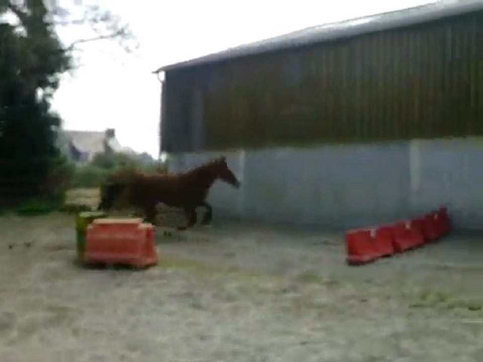 ecurie du nevez :sirene