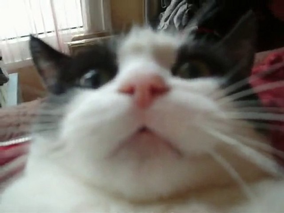 Fighting Cat_2 !!