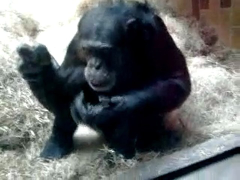 Mon ami le singe