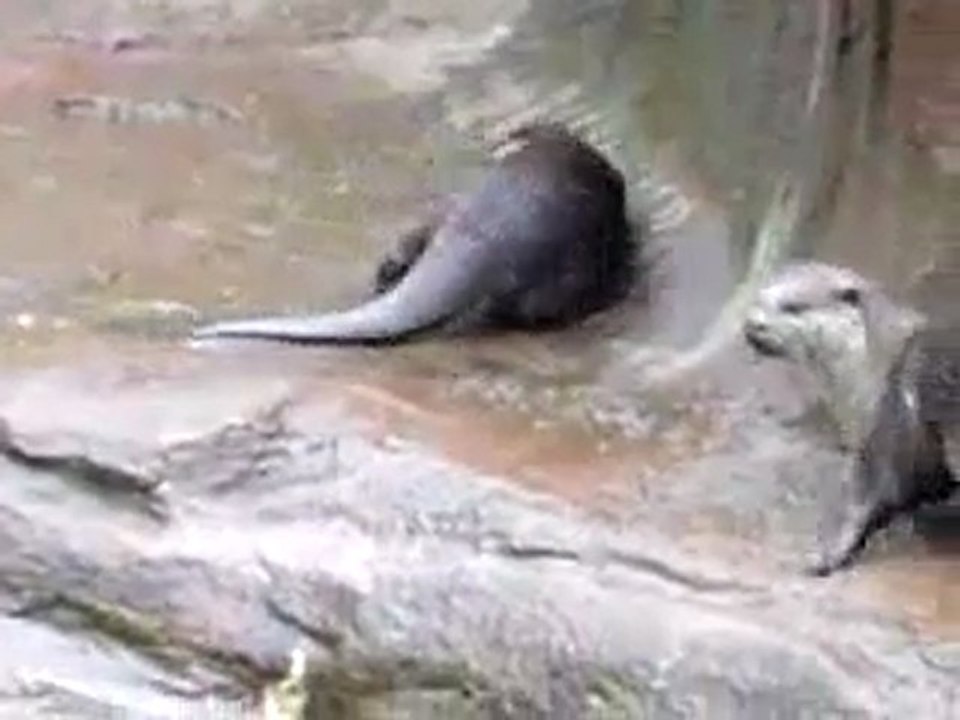 Loutre freestyle