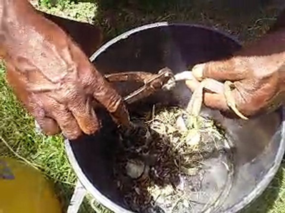 Nettoyage du crabe/  Cleen the crab / Netwayé crab la